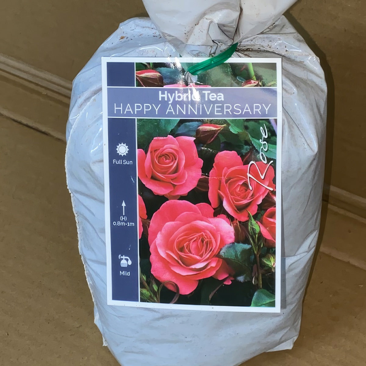 Rose Happy Anniversary Roshhan 2 - Garden Express Australia