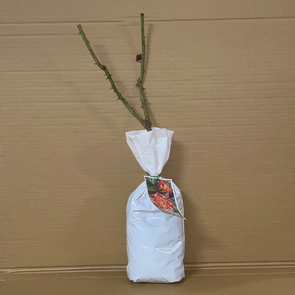 Rose Harry Wheatcroft Roshhwh 1 - Garden Express Australia