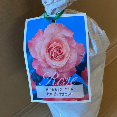 Rose Ita Buttrose Roshibu 1 - Garden Express Australia