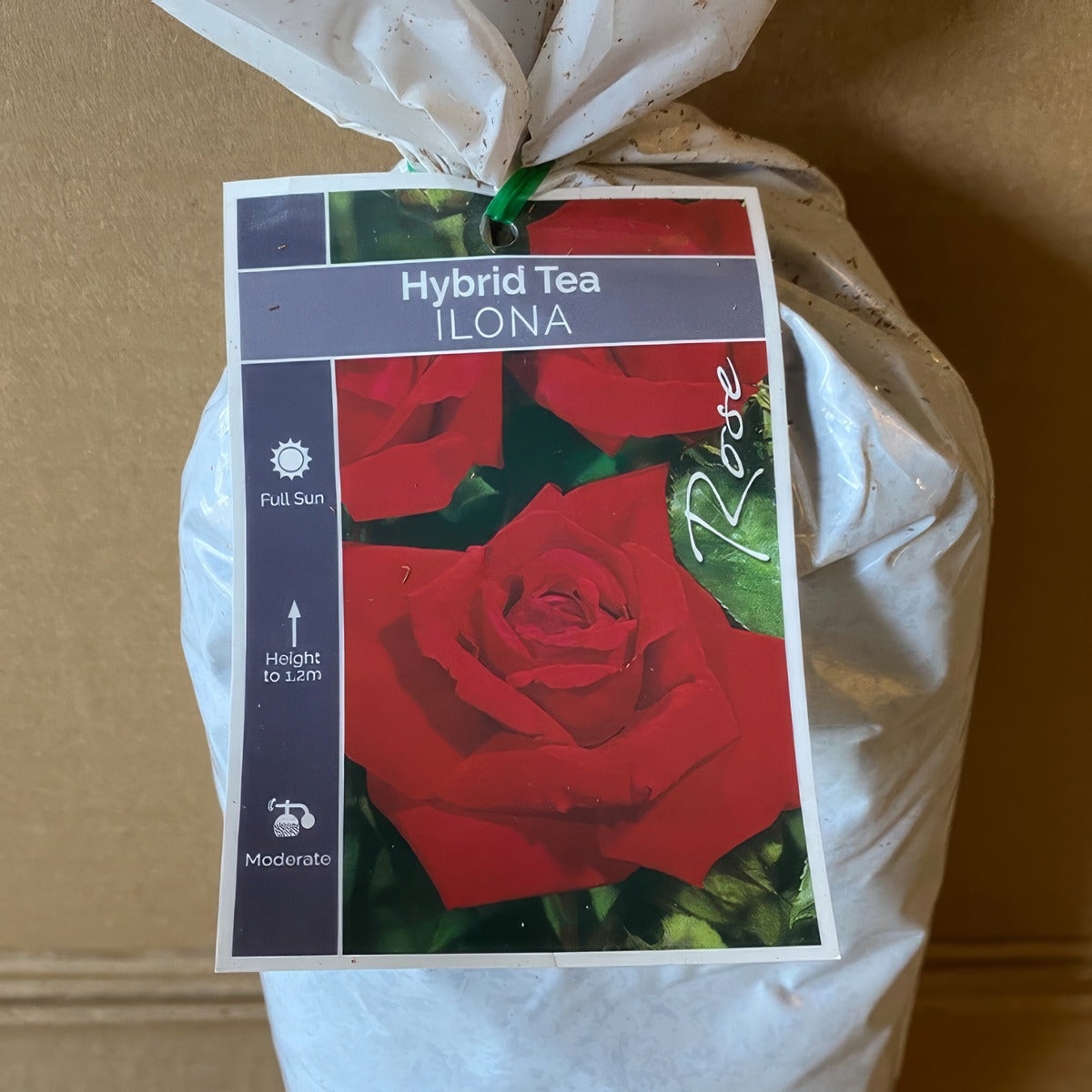 Rose Ilona Roshilo 1 - Garden Express Australia