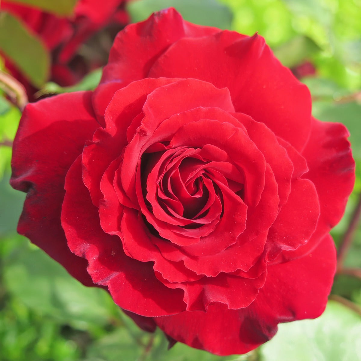 Rose Ilona Roshilo - Garden Express Australia