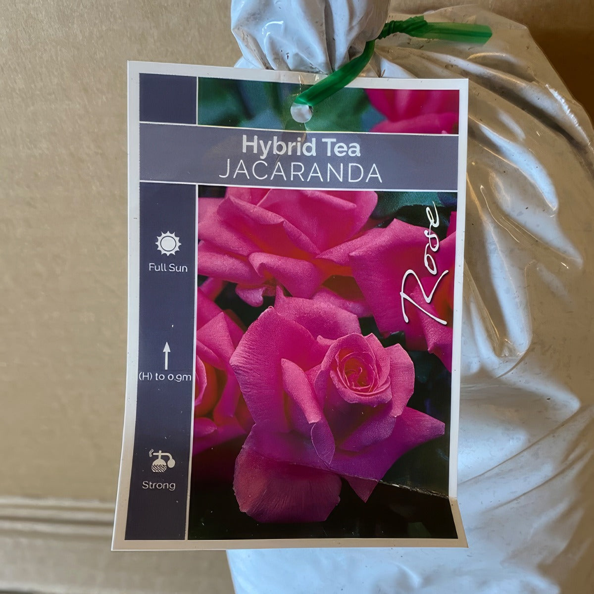 Rose Jacaranda Roshjac 1 - Garden Express Australia