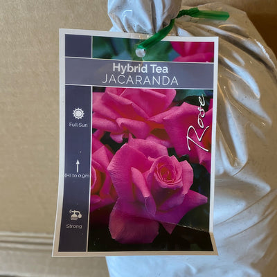 Rose Jacaranda Roshjac 1 - Garden Express Australia