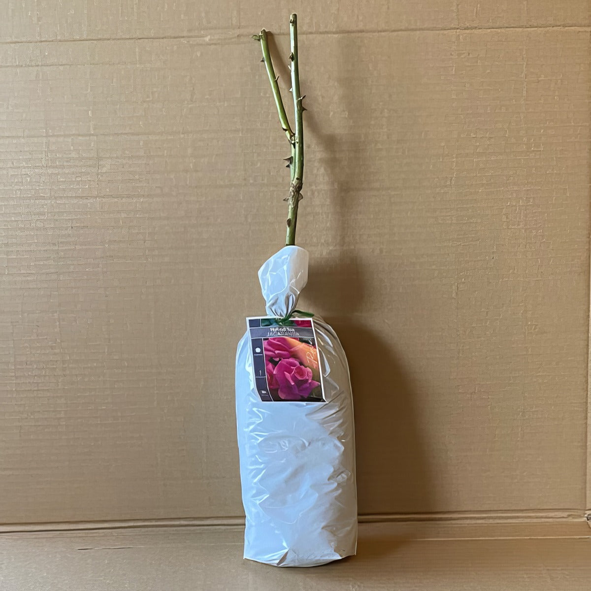 Rose Jacaranda Roshjac 2 - Garden Express Australia