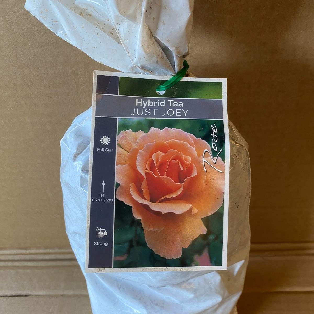 Rose Just Joey Roshjjo 1 - Garden Express Australia