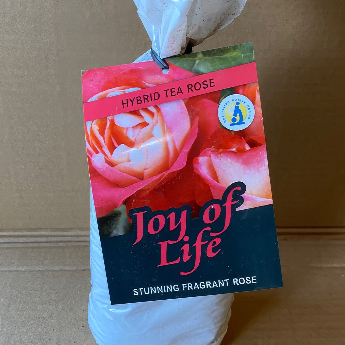 Rose Joy Of Life Roshjol 1 - Garden Express Australia