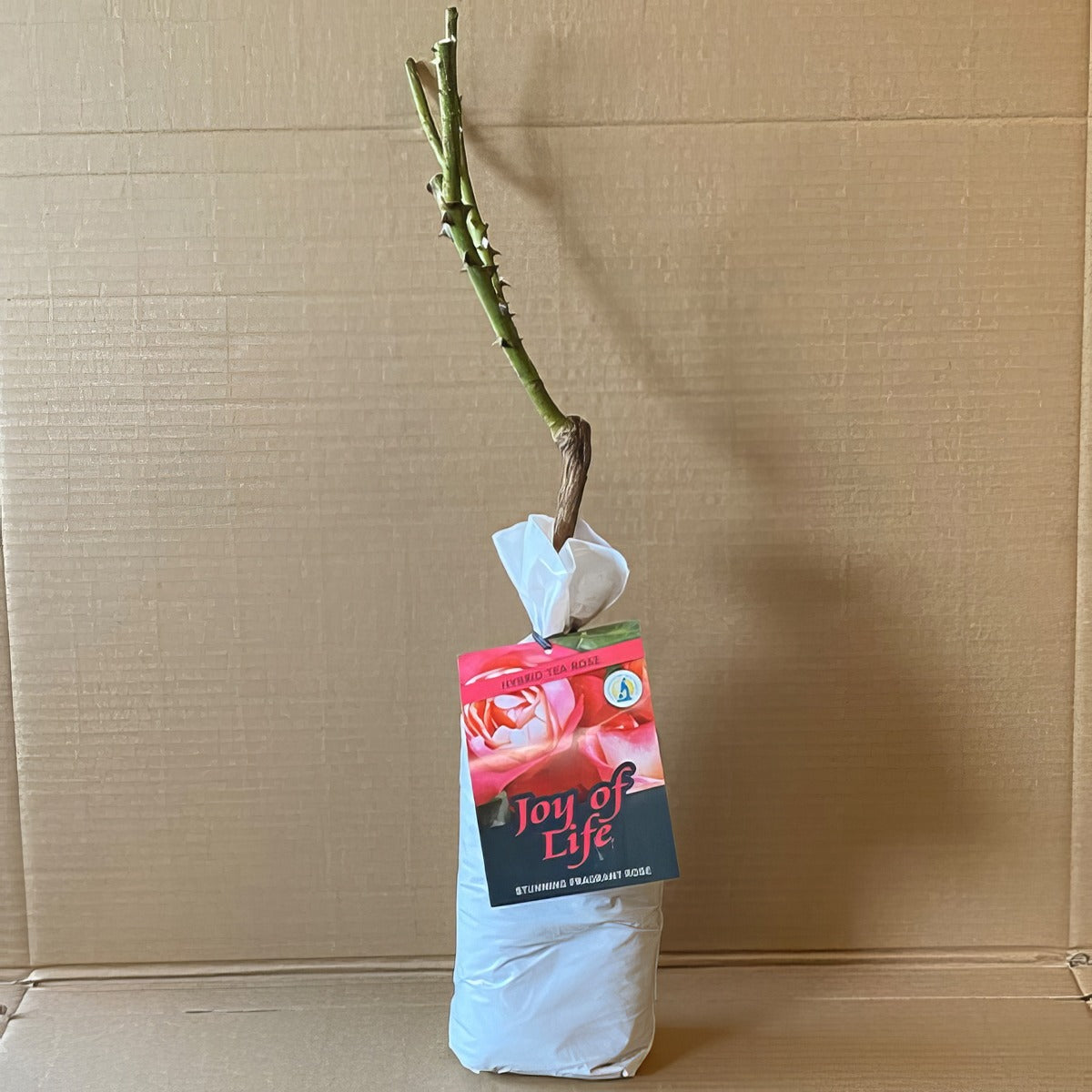 Rose Joy Of Life Roshjol 2 - Garden Express Australia