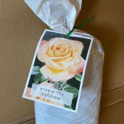 Rose Joyfulness Roshjoy 1 - Garden Express Australia