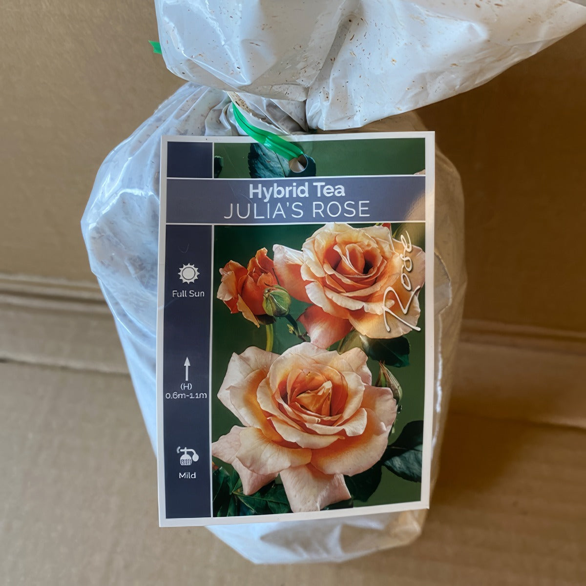 Rose Julias Rose Roshjro 1 - Garden Express Australia