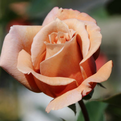 Julias Rose Roshjro - Garden Express Australia