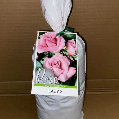 Rose Lady X Roshlax 2 - Garden Express Australia
