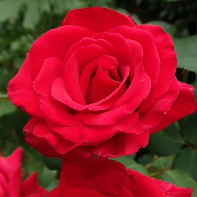 Rose La Marseillaise Roshlma - Garden Express Australia