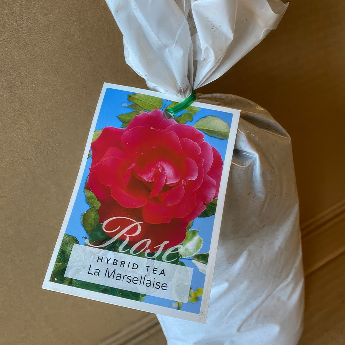Rose La Marsellaise Roshlma 2 - Garden Express Australia