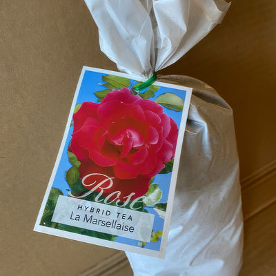 Rose La Marsellaise Roshlma 2 - Garden Express Australia