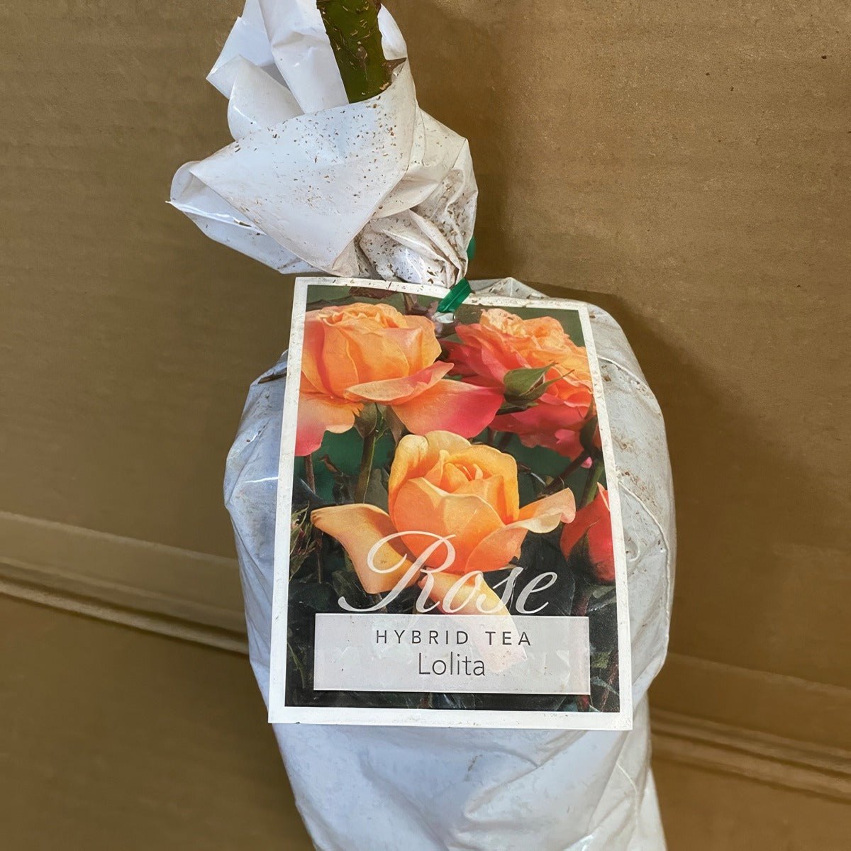 Rose Lolita Roshlol 2 - Garden Express Australia