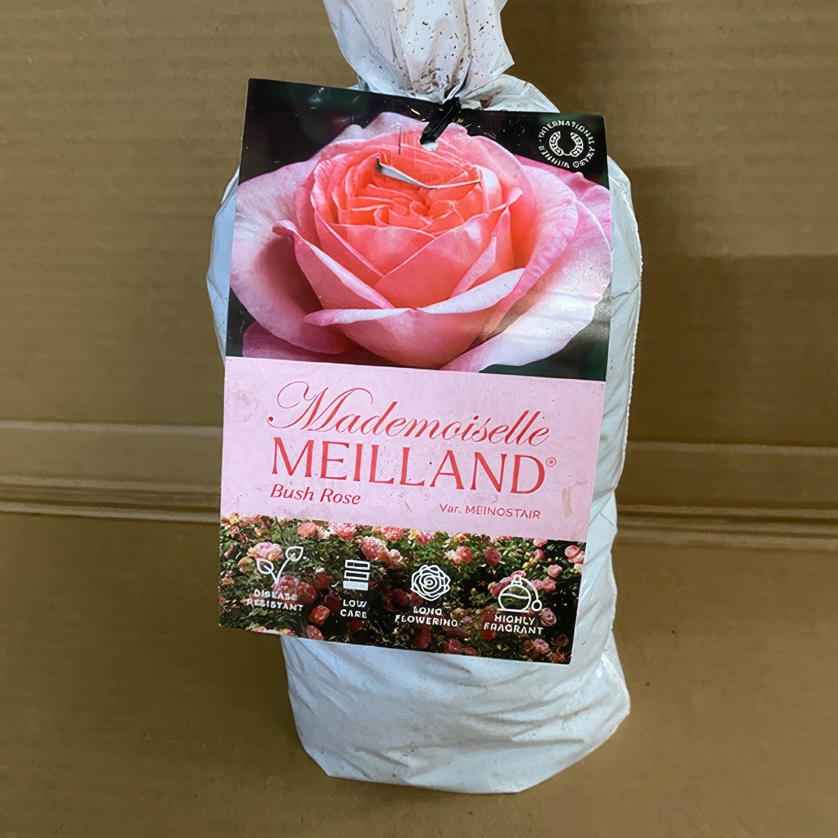 Rose Mademoiselle Meilland Roshmdm 2 - Garden Express Australia