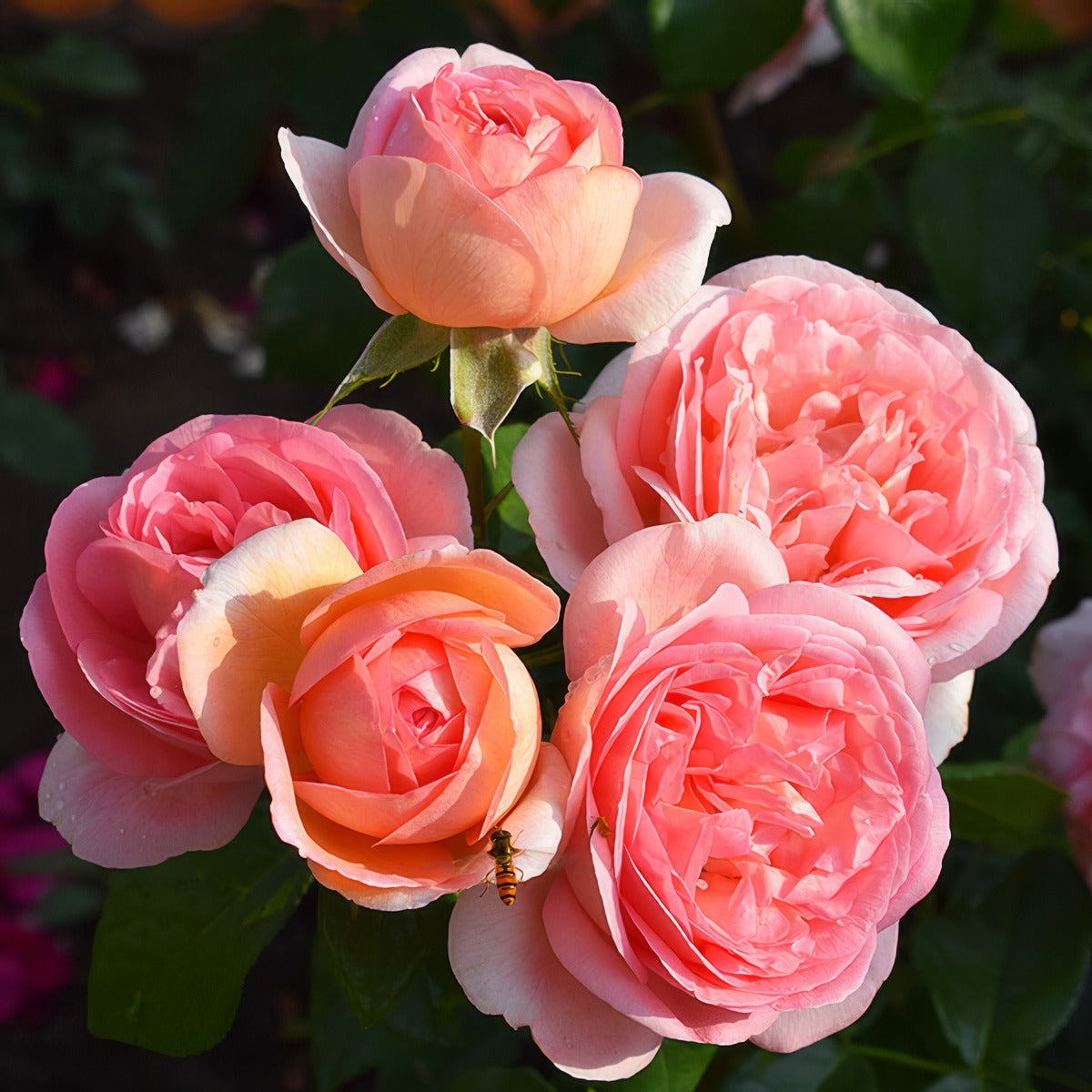 Rose Mademoiselle Meilland Roshmdm - Garden Express Australia