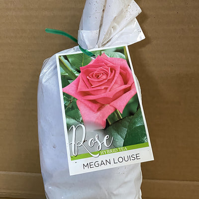 Rose Megan Louise Roshmel 2 - Garden Express Australia