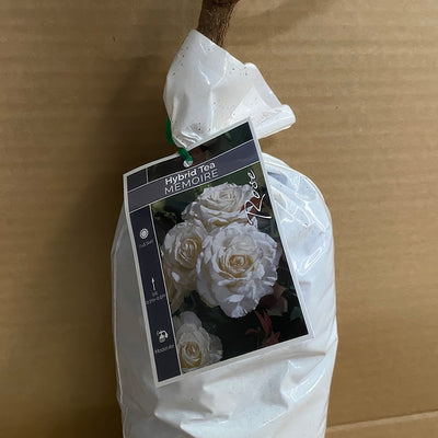 Rose Memoire Roshmem 2 - Garden Express Australia