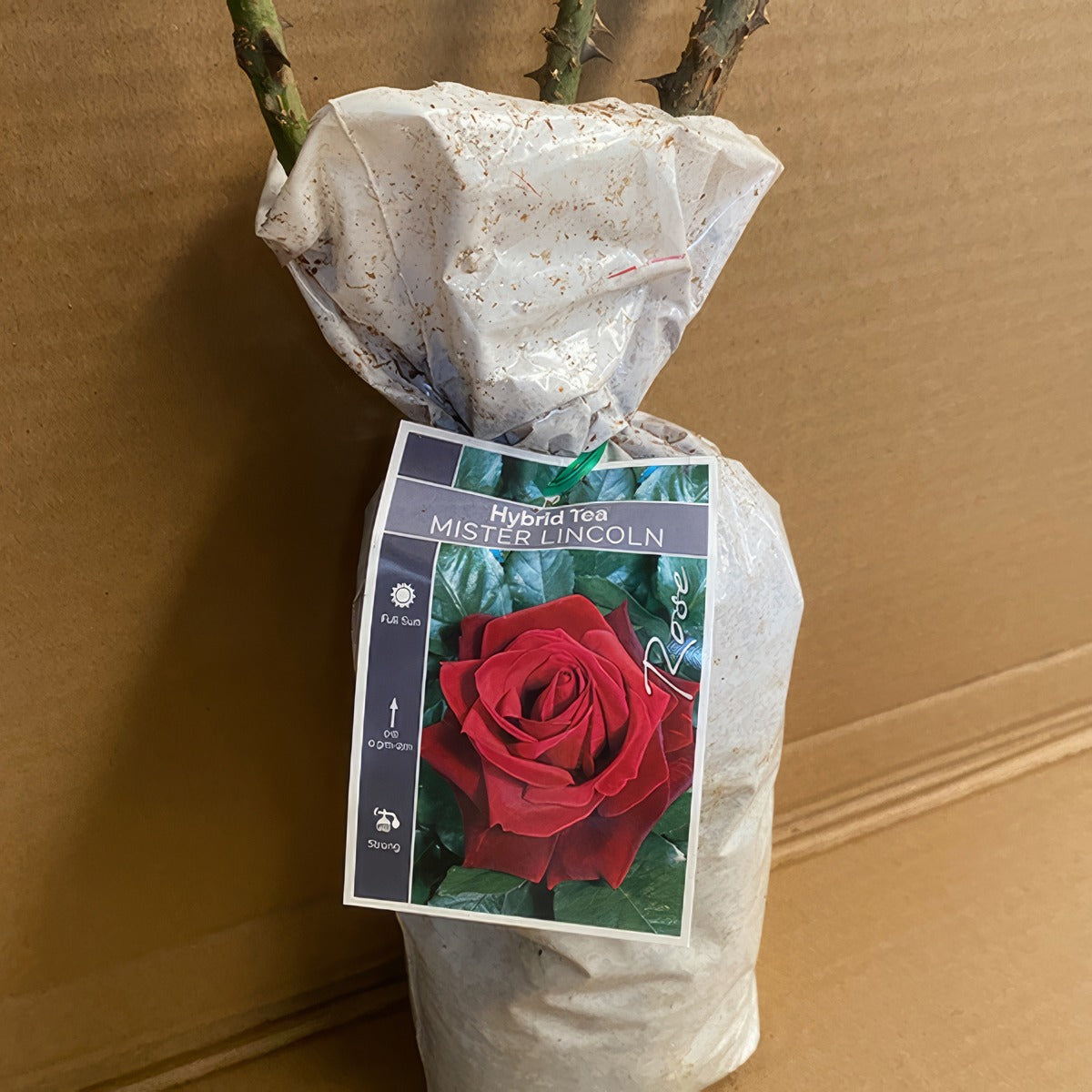 Rose Mister Lincoln Roshmli 2 - Garden Express Australia