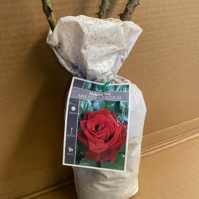 Rose Mister Lincoln Roshmli 2 - Garden Express Australia