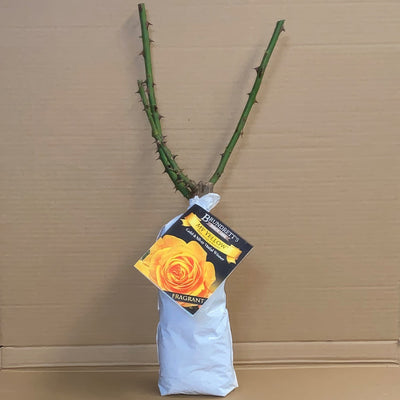 Rose My Yellow Roshmye 1 - Garden Express Australia