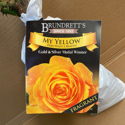 Rose My Yellow Roshmye 2 - Garden Express Australia