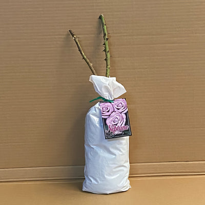 Rose Neptune Roshnep 1 - Garden Express Australia