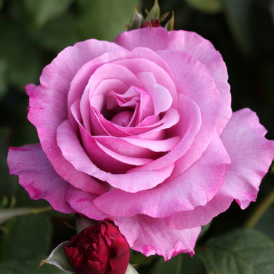 Rose Neptune Roshnep - Garden Express Australia
