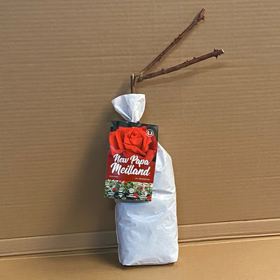 Rose New Papa Meiland Roshnpm 1 - Garden Express Australia