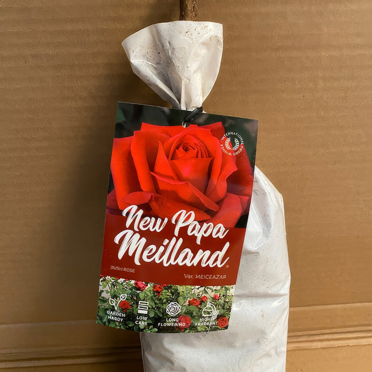 Rose New Papa Meiland Roshnpm2 - Garden Express Australia
