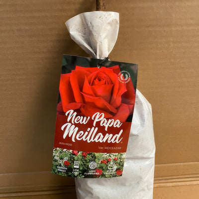 Rose New Papa Meiland Roshnpm2 - Garden Express Australia