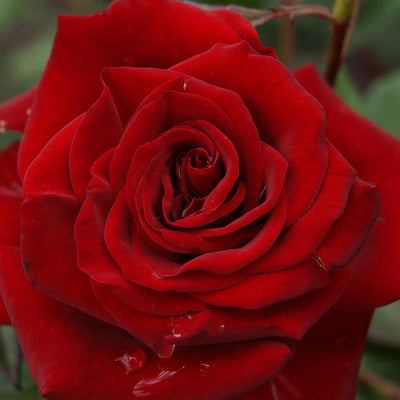 Rose New Papa Meilland Roshnpm - Garden Express Australia