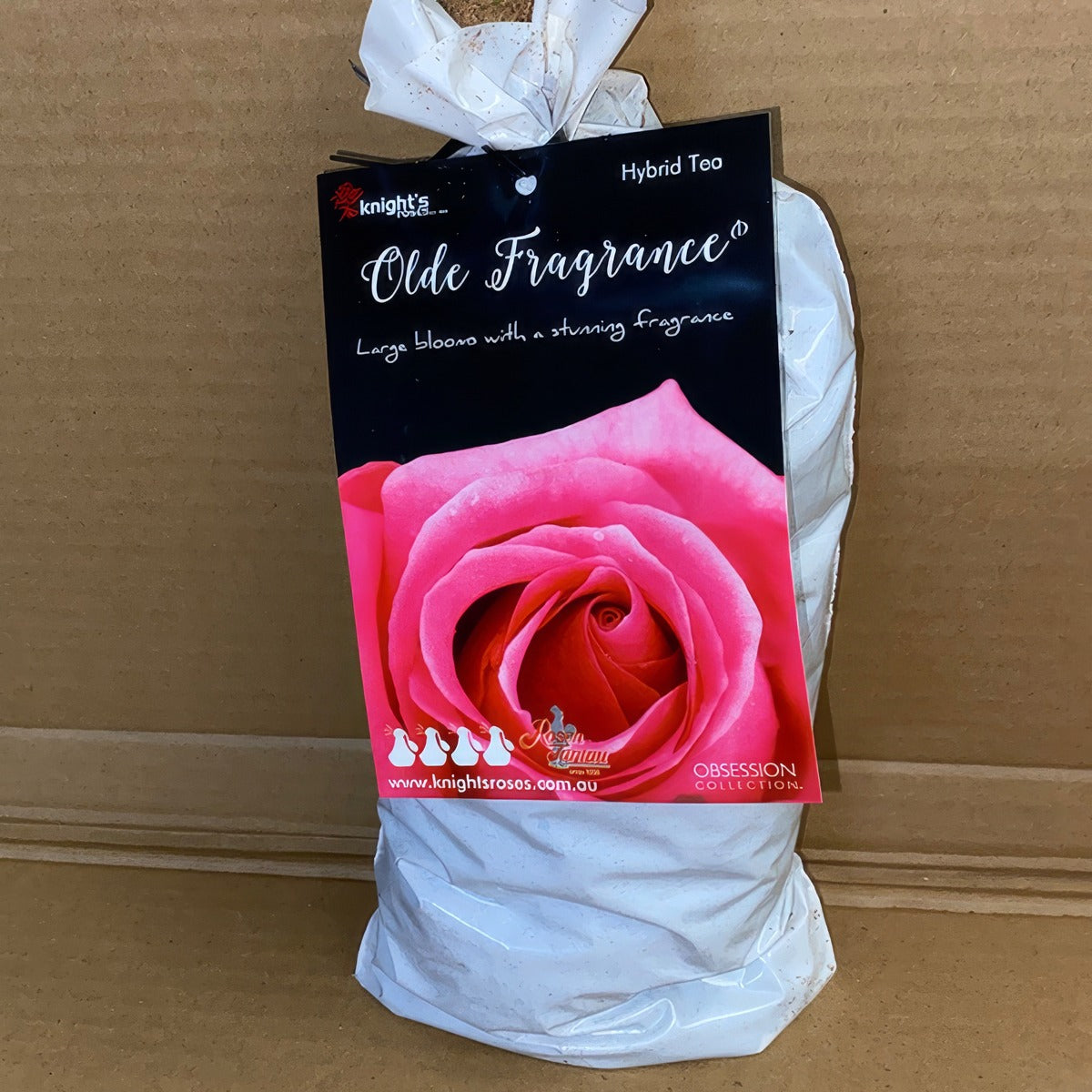 Rose Olde Fragrange Roshofr 2 - Garden Express Australia