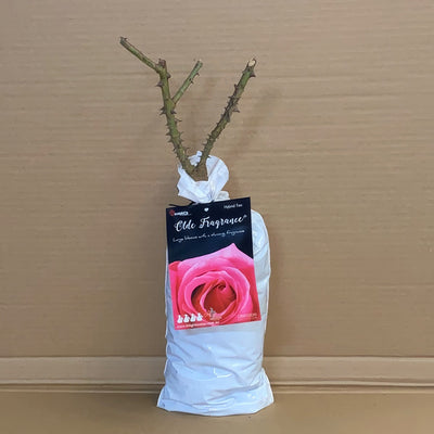 Rose Olde Fragrange Roshofr - Garden Express Australia