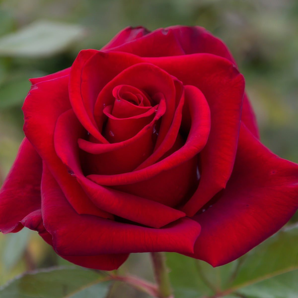 Rose Oklahoma 2 Roshokl - Garden Express Australia