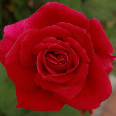 Rose Olympiad Rosholy - Garden Express Australia