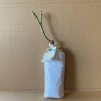 Rose Pascali Roshpas 1 - Garden Express Australia