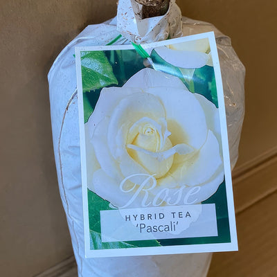 Rose Pascali Roshpas 2 - Garden Express Australia