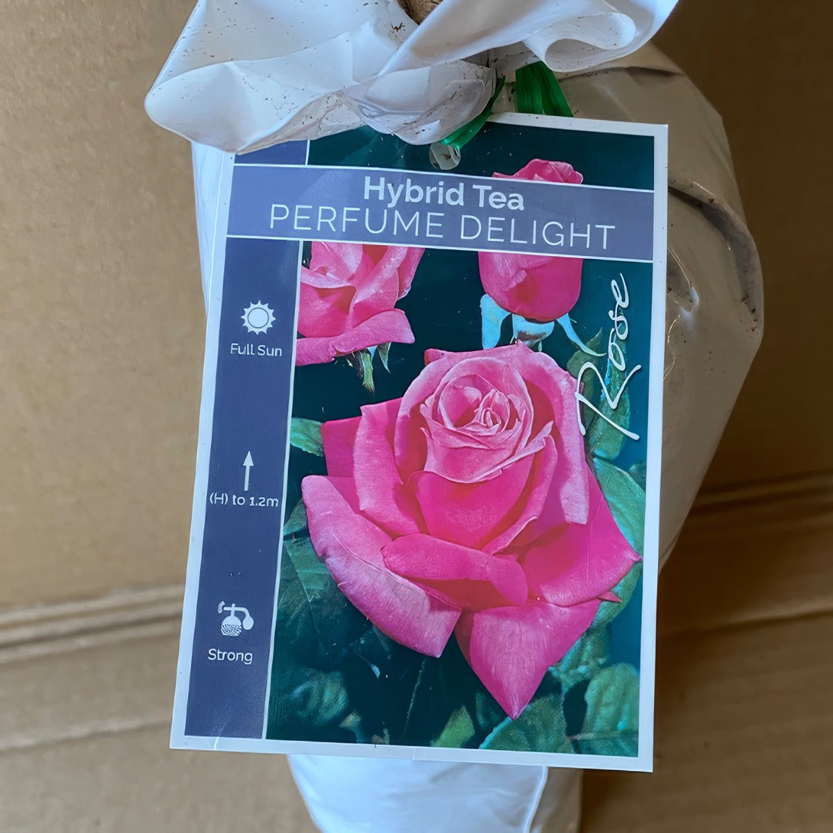 Rose Perfume Delight Roshpdl 2 - Garden Express Australia