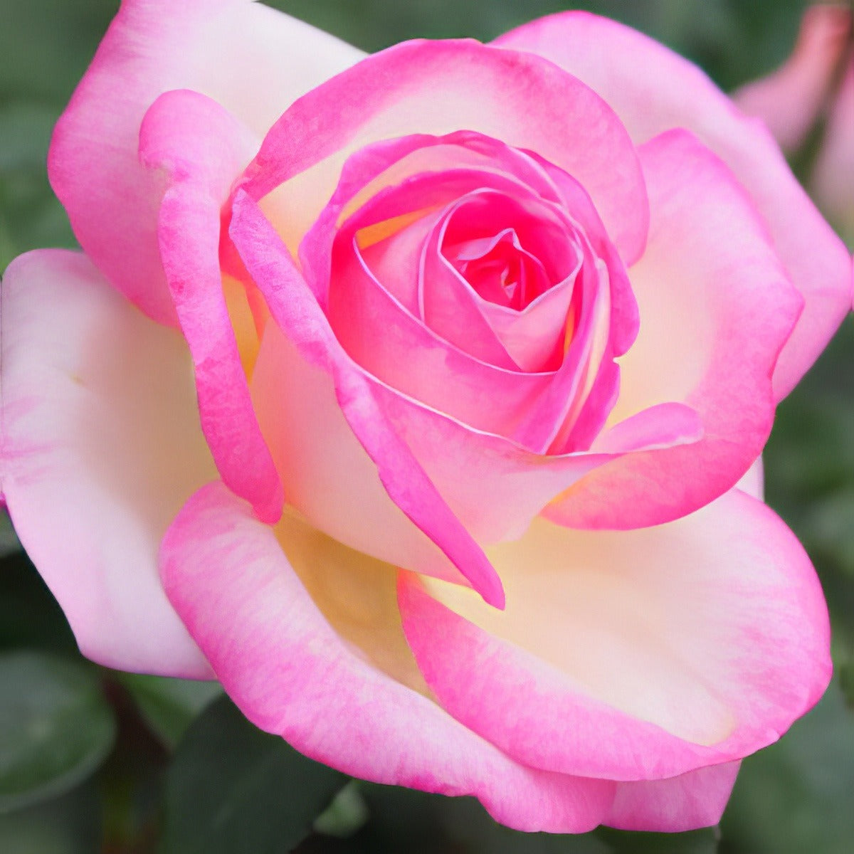 Rose Princess De Monaco Roshpdm - Garden Express Australia