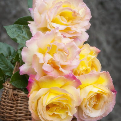 Peace Std Rose Rosspea - Garden Express Australia