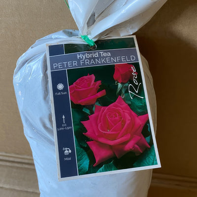 Rose Peter Frankfeld Roshpfr 1 - Garden Express Australia