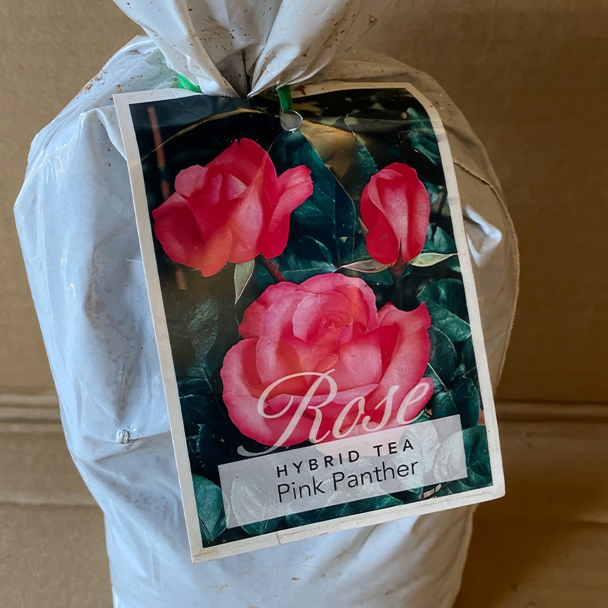 Rose Pink Panther Roshpip 2 - Garden Express Australia