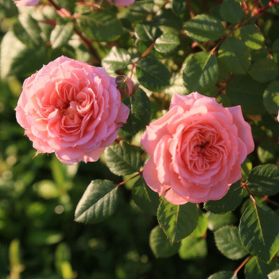 Rose Pink Panther Roshpip - Garden Express Australia