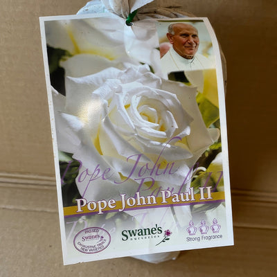 Rose Pope John Paul Ii Roshpjp 2 - Garden Express Australia