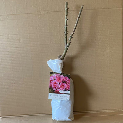 Rose Perfume Passion Roshppa 2 - Garden Express Australia