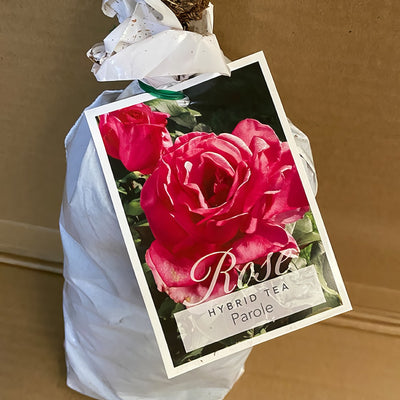 Rose Parole Roshprl 2 - Garden Express Australia