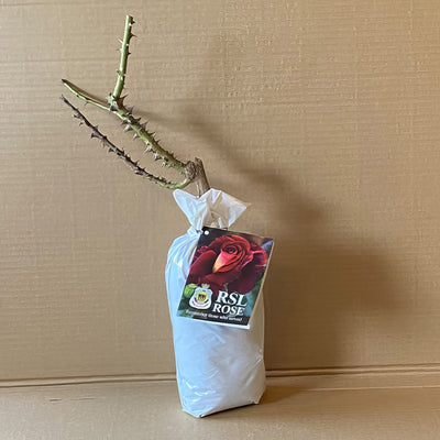 Rose R S L Roshrsl 2 - Garden Express Australia
