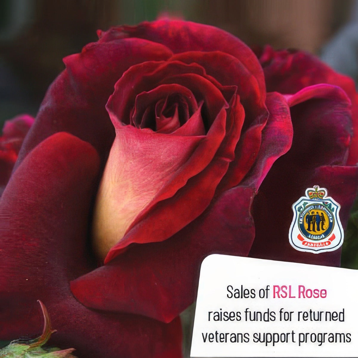 Rsl Rose - Garden Express Australia